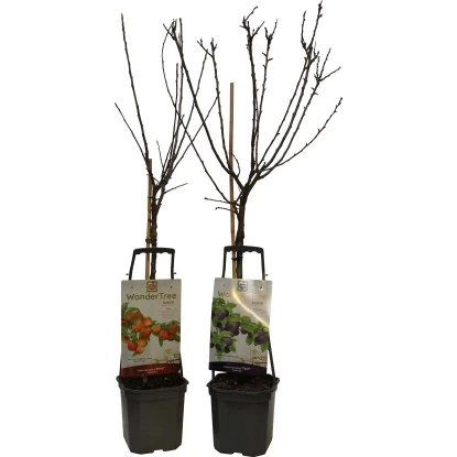 Wonder Tree Höhe Ca. 60 - 80 Cm Topf Ca. 7,5 L Verschiedene Obstbäume 1 Wonder Tree Höhe Ca. 60 - 80 Cm Topf Ca. 7,5 L Verschiedene Obstbäume