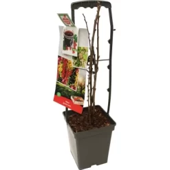 Quattro Beere Höhe Ca. 30 - 40 Cm Topf Ca. 5 L Verschiede Beeren Sorten