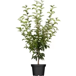 OBI Zierapfel Höhe Ca. 60 - 80 Cm Topf Ca. 7,5 L Malus