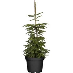 Orientalische Gold-Fichte "Aureospicata" Höhe Ca. 20 -25cm Topf Ca. 5 L