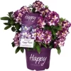 Rhododendron "Happy Dendron" Dreifarbig Höhe Ca. 30 - 40 Cm Topf Ca. 5 L