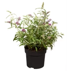 Zwerg-Sommerflieder "Summer Lounge Sarah" Violett Höhe Ca. 30-40 Cm Topf Ca. 5 L