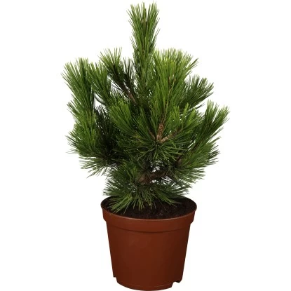 OBI Bosnische Kiefer "Malinki" Höhe Ca. 20 - 30 Cm Topf Ca. 4,6 L Pinus 1 OBI Bosnische Kiefer "Malinki" Höhe Ca. 20 - 30 Cm Topf Ca. 4,6 L Pinus