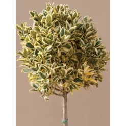 GROW By OBI Japanischer Spindelstrauch "Bravo" Höhe Ca.65cm Topf Ca.9 L Euonymus