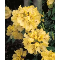 OBI Rhododendron "Goldkrone" Gelb Höhe Ca. 20 - 30 Cm Topf Ca. 4 L Rhododendron 7 OBI Rhododendron "Goldkrone" Gelb Höhe Ca. 20 - 30 Cm Topf Ca. 4 L Rhododendron -Schwingen Sie Ihre Topfpflanzen. Goldkrone Wardii hybrid 2