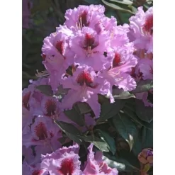 OBI Rhododendron-Hybride "Rasputin" Violett Höhe Ca. 20 - 30 Cm Topf Ca. 5 L -Schwingen Sie Ihre Topfpflanzen. Hybride Rasputin Violett 1