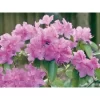 OBI Alpenrose "P.J.Mezitt" Lila Höhe Ca. 30 - 40 Cm Topf Ca. 4 L Rhododendron