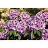 OBI Rhododendron-Hybride "Pfauenauge" Lila Höhe Ca. 20 - 30 Cm Topf Ca. 4 L