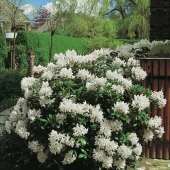 OBI Rhododendron "Cunninghams White" Weiß Höhe Ca. 20 - 30 Cm Topf Ca. 5 L -Schwingen Sie Ihre Topfpflanzen. White Caucasicum hybrid 2