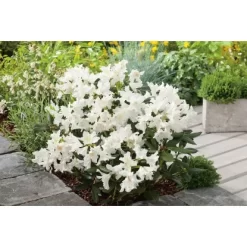 OBI Rhododendron "Cunninghams White" Weiß Höhe Ca. 20 - 30 Cm Topf Ca. 5 L -Schwingen Sie Ihre Topfpflanzen. White Caucasicum hybrid 3
