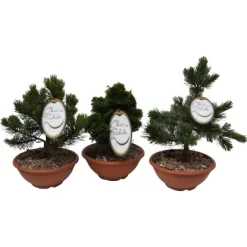 Edelgehölz "Chic In Schale" Höhe Ca. 30 - 40 Cm Topf Ca. 10 L