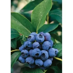 Heidelbeere "Hortiblue Petite" Höhe 40 - 60 Cm Topf-Ø 4,6 L Vaccinium -Schwingen Sie Ihre Topfpflanzen. accinium corymbosum Dixi 1