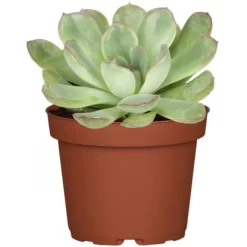 Sukkulenten-Mix "Special Collection" Topf-Ø Ca. 15 Cm -Schwingen Sie Ihre Topfpflanzen. allgestell topf ca 13 cm 2