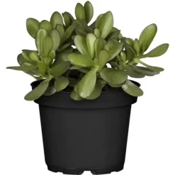 Sukkulenten-Mix "Special Collection" Topf-Ø Ca. 15 Cm