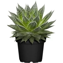 Sukkulenten-Mix "Special Collection" Topf-Ø Ca. 15 Cm -Schwingen Sie Ihre Topfpflanzen. allgestell topf ca 13 cm 4