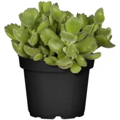 Sukkulenten-Mix "Special Collection" Topf-Ø Ca. 15 Cm -Schwingen Sie Ihre Topfpflanzen. allgestell topf ca 13 cm 5