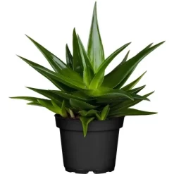 Sukkulenten-Mix "Special Collection" Topf-Ø Ca. 15 Cm -Schwingen Sie Ihre Topfpflanzen. allgestell topf ca 13 cm 6