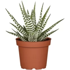 Sukkulenten-Mix "Special Collection" Topf-Ø Ca. 15 Cm -Schwingen Sie Ihre Topfpflanzen. allgestell topf ca 13 cm 7