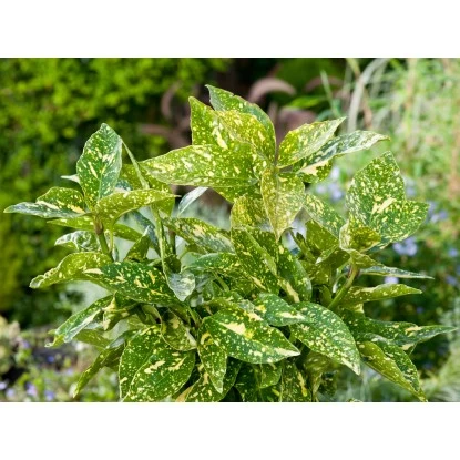 OBI Goldorange "Crotonifolia Gold" Höhe Ca. 40 Cm Topf Ca. 5 L Aucuba Japonica 1 OBI Goldorange "Crotonifolia Gold" Höhe Ca. 40 Cm Topf Ca. 5 L Aucuba Japonica