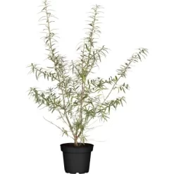 Sanddorn "Orange Energy" Höhe Ca. 60 - 80 Cm Topf Ca. 5 L Hippophae