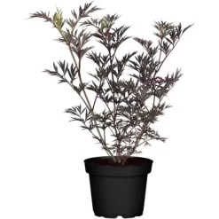 Schwarzer Holunder "Black Lace" Weiß Höhe Ca. 20 - 30 Cm Topf Ca. 3 L Sambucus