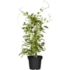 GROW By OBI Bio Kiwi "Issai" Selbstfruchtend Topf Ca. 2 L Actinidia
