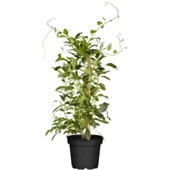 GROW By OBI Bio Kiwi "Issai" Selbstfruchtend Topf Ca. 2 L Actinidia
