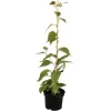 GROW By OBI Bio Kiwi "Solo" Selbstfruchtend Topf Ca. 2 L Actinidia