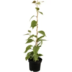 GROW By OBI Bio Kiwi "Solo" Selbstfruchtend Topf Ca. 2 L Actinidia