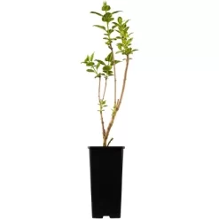 OBI Edelflieder "Amethyst" Lila Höhe Ca. 50 - 60 Cm Topf Ca. 3,5 L Syringa