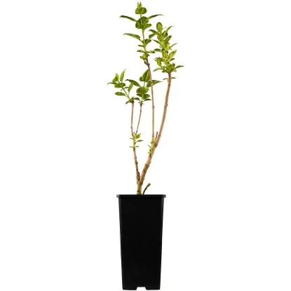 OBI Edelflieder "Amethyst" Lila Höhe Ca. 50 - 60 Cm Topf Ca. 3,5 L Syringa 1 OBI Edelflieder "Amethyst" Lila Höhe Ca. 50 - 60 Cm Topf Ca. 3,5 L Syringa