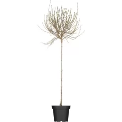 OBI Afghanischer Flieder Lila Höhe Ca. 50 - 60 Cm Topf Ca. 3,5 L Syringa