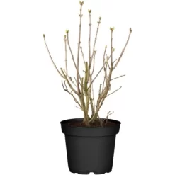 OBI Edelflieder "Lavender Lady" Lila Höhe Ca. 50 - 60 Cm Topf Ca. 3,5 L Syringa