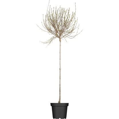 OBI Afghanischer Flieder Lila Höhe Ca. 50 - 60 Cm Topf Ca. 3,5 L Syringa 1 OBI Afghanischer Flieder Lila Höhe Ca. 50 - 60 Cm Topf Ca. 3,5 L Syringa