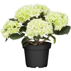 Bauernhortensie Weiß Höhe Ca. 40 - 50 Cm Topf Ca. 5 L Hydrangea