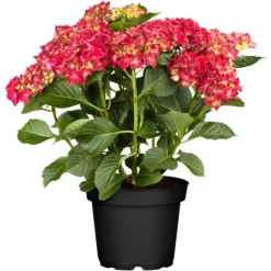 Bauernhortensie Rot Höhe Ca. 40 - 50 Cm Topf Ca. 5 L Hydrangea