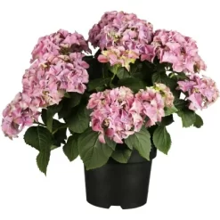 Bauernhortensie Rosa Höhe Ca. 40 - 50 Cm Topf Ca. 5 L Hydrangea