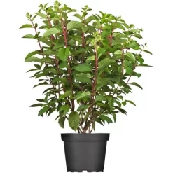 Rispenhortensie "Pinky Winky"Höhe Ca. 60 - 80 Cm Topf Ca. 10 L Hydrangea