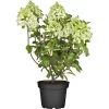 Rispenhortensie "Silver Dollar" Höhe Ca. 60 - 80 Cm Topf Ca. 10 L Hydrangea