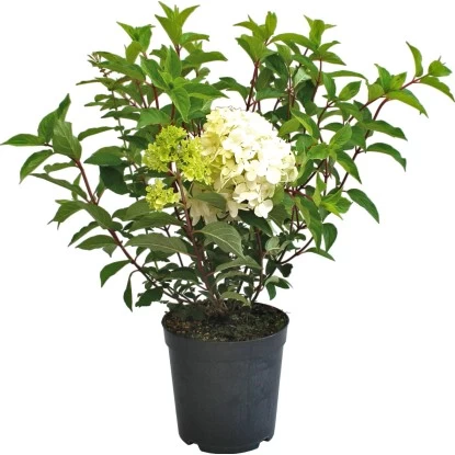 Rispenhortensie "Phantom" Weiß Höhe Ca. 60 - 80 Cm Topf Ca. 10 L Hydrangea 1 Rispenhortensie "Phantom" Weiß Höhe Ca. 60 - 80 Cm Topf Ca. 10 L Hydrangea