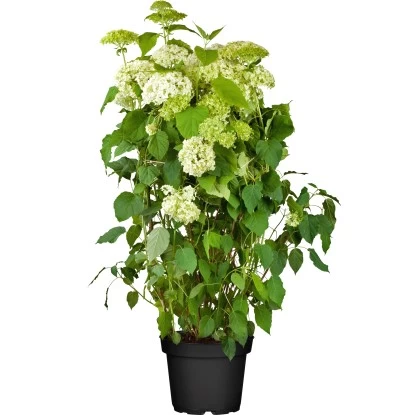 OBI Ballhortensie "Annabelle" Weiß Höhe Ca. 60 - 80 Cm Topf Ca. 10 L Hydrangea 1 OBI Ballhortensie "Annabelle" Weiß Höhe Ca. 60 - 80 Cm Topf Ca. 10 L Hydrangea