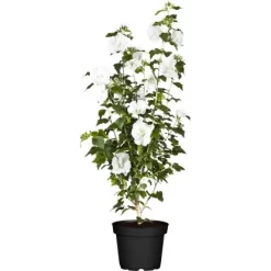 OBI Roseneibisch Weiß Höhe Ca. 30 - 40 Cm Topf Ca. 3 L Hibiscus