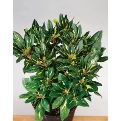 OBI Rhododendron "Goldflimmer" Rosa Höhe 30 - 40 Cm Topf Ca. 5 L -Schwingen Sie Ihre Topfpflanzen. dendron Goldflimmer Pont 3