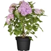 Ballhortensie "Magical Coral" Blau Höhe Ca. 30 - 40 Cm Topf Ca. 5 L Hydrangea