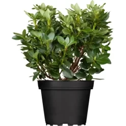 OBI Rhododendron "Goldkrone" Gelb Höhe Ca. 20 - 30 Cm Topf Ca. 4 L Rhododendron 6 OBI Rhododendron "Goldkrone" Gelb Höhe Ca. 20 - 30 Cm Topf Ca. 4 L Rhododendron -Schwingen Sie Ihre Topfpflanzen. e 1020cm 4l rhododendron 1