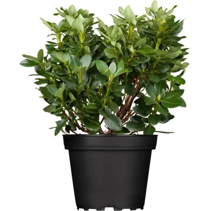 OBI Rhododendron "Goldkrone" Gelb Höhe Ca. 20 - 30 Cm Topf Ca. 4 L Rhododendron 3 OBI Rhododendron "Goldkrone" Gelb Höhe Ca. 20 - 30 Cm Topf Ca. 4 L Rhododendron – Bild 3