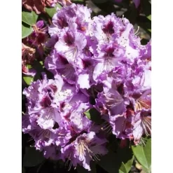 OBI Rhododendron-Hybride "Pfauenauge" Lila Höhe Ca. 20 - 30 Cm Topf Ca. 4 L -Schwingen Sie Ihre Topfpflanzen. e 2030cm 4l rhododendron 1 1