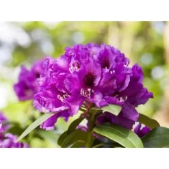 OBI Rhododendron-Hybride "Rasputin" Violett Höhe Ca. 20 - 30 Cm Topf Ca. 5 L -Schwingen Sie Ihre Topfpflanzen. e 2030cm 5l rhododendron 1 1