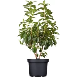 Vorfrühlings-Rhododendron "Praecox" Lila Höhe Ca. 30 - 40 Cm Topf Ca. 4 L -Schwingen Sie Ihre Topfpflanzen. e ca 30 40 cm topf ca 4 l