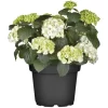 Bauernhortensie Topf Ca. 15 L Hydrangea